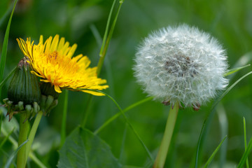 pissenlit graine vert herbe champ vent fleur