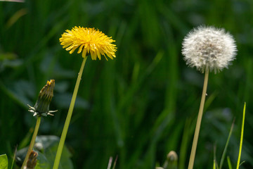 pissenlit graine vert herbe champ vent fleur