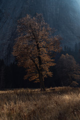 Fototapeta premium Ethereal autumn sun illuminates colorful foliage in Yosemite Valley, Yosemite National Park