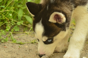 blue-eyed puppy husky