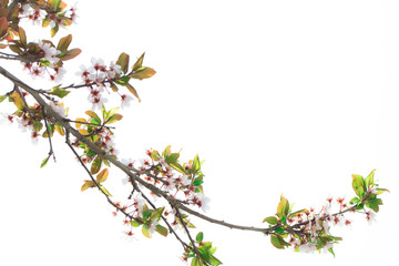 Spring flowers