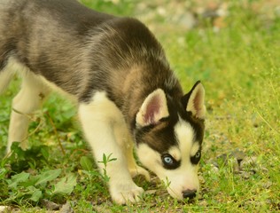 Naklejka na ściany i meble blue-eyed puppy husky