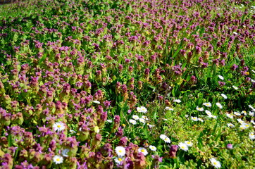 Frühlingswiese mit Taubnesseln und Gänseblümchen