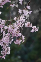 .......枝垂れ桜と玉ボケー斜めに満開の桜の枝、縦長写真