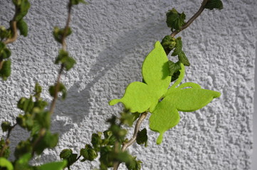 Blatt