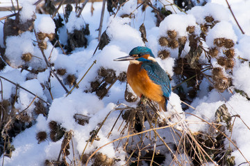 Common kingfisher (Alcedo atthis) in winter perched on dry stalk in river bush covered with snow