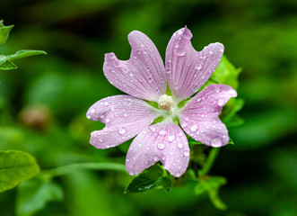 Pink lavatera (mallow) flower. Tender pink blossom with drops after rain. Malva genus close-up