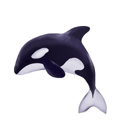 Cute marine orca. Isolated on white background