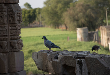 pigeon on rock