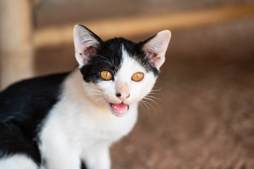 Back and white cat calling for food, cute pets