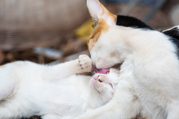 Two cats are playing and licking together, cute pets