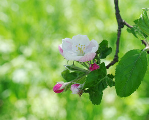 Blooming apple tree branch on grass background
