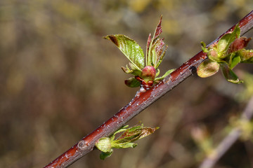The first leaves on the trees bloom in the spring