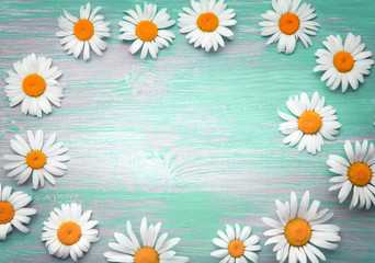 Fototapeta premium Background of daisies on an old wood board