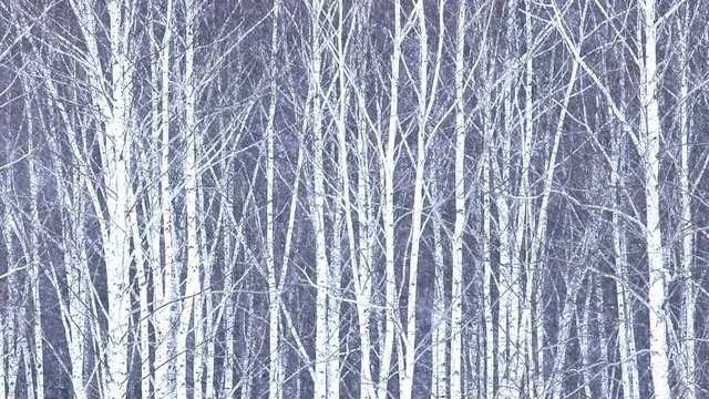 白樺林と降る雪