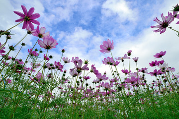 Obraz na płótnie Canvas Flowers and blue sky