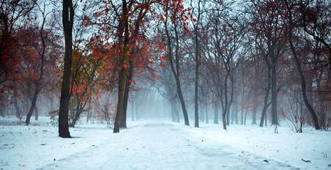 Creepy and foggy winter landscape in snowy park, with abandoned path. Moody, gloomy, dull, romantic atmosphere of faded nature. Outdoors, selective focus, copy space.