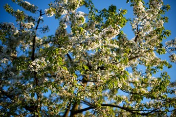 Blossoming cherry tree