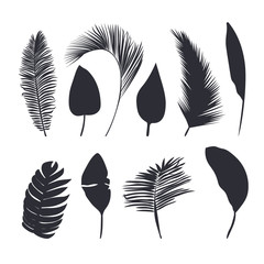 Palm leaves dark silhouettes isolated on white background. Tropical leaves silhouette collection.