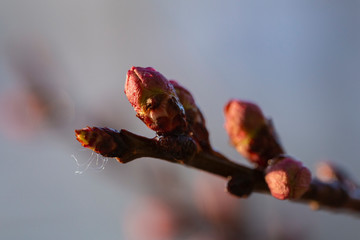 Swollen, unopened flower buds of apricot. Spring changes in plant life. After the rain.