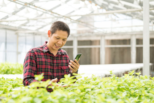 Asian Farmer Using Smart Phone In Hydroponic Vegetables Farm