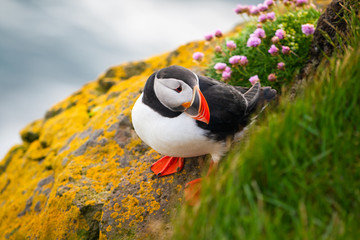 Atlantic puffin also know as common puffin is a species of seabird in the auk family. Iceland,...