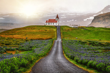Ingjaldsholl church in Hellissandur, Iceland in the field of blooming lupine flowers with background of Snaefellsjokull mountain. Beautiful sunny scenery of summer in Iceland.