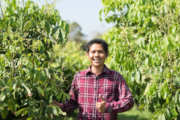 Asian farmer showing thumb up in longan field, Thailand