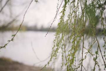 branch of a tree in spring with bokeh