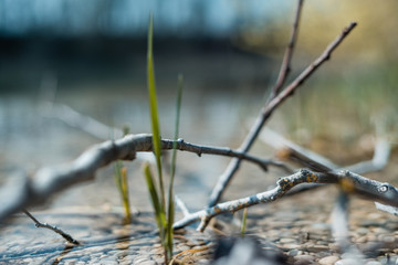 branch of a tree in a lake with a flowering plant in spring