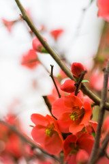Fototapeta na wymiar Beautiful red spring blossom flowers on branch of a small bush on a cloudy blurred sky. Shallow depth of field.