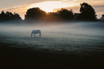 Horse in the morning