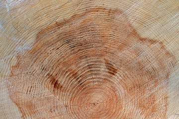 Cross-section of the tree trunk. Section of the trunk with annual rings.