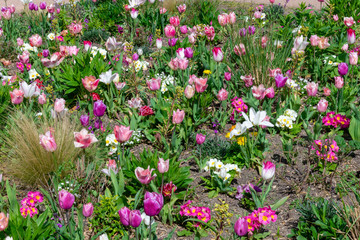 pink flowers in garden