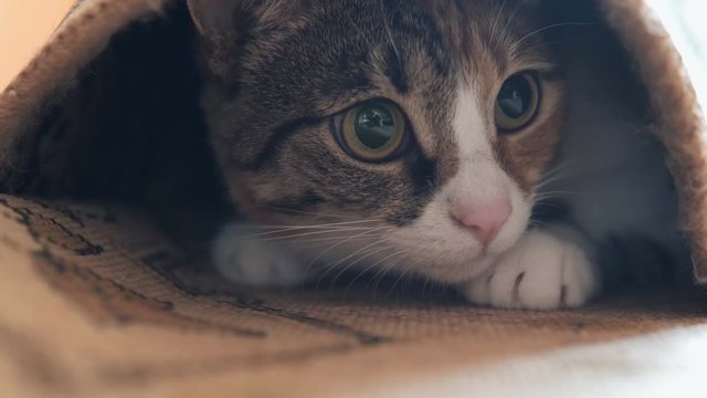 Cat under the carpet is played