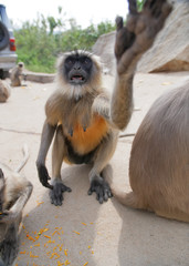 Aggressive bezyana langur
