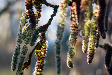 pussy willow earrings on a blurry background with colorful highlights