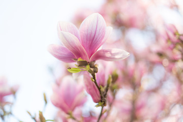 Naklejka na ściany i meble Close up of magnolia flower. Soft focus