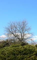 Łyse drzewo pionowo © B.K.FOTO