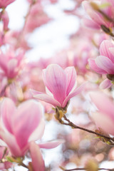 Spring floral background with magnolia flowers