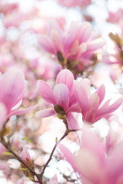 Beautiful flowering magnolia tree. Springtime outdoor scene.