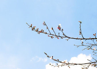 桜の花