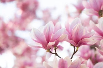 Gordijnen Close up van pastel kleuren magnolia bloem. Lente natuur achtergrond © Olha Sydorenko