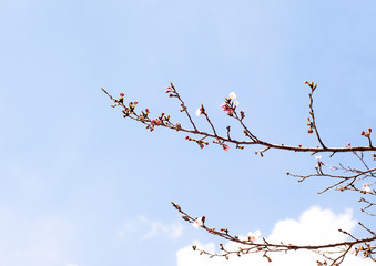 桜の花