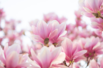 Close up of pastel colors magnolia flower 