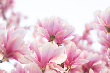 Obraz na płótnie Canvas Closeup of magnolia tree blossom with blurred background and warm sunshine