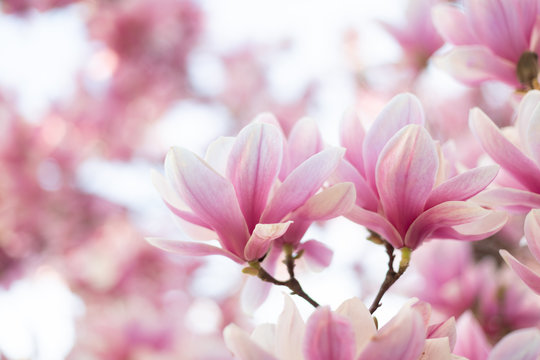 Close up of pastel colors magnolia flower. Springtime nature background