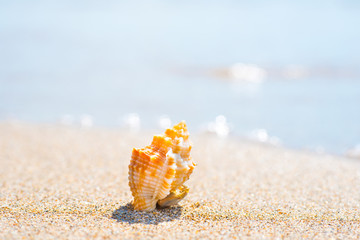 Macro shot of beautiful shell at sand beach at sea. Can be used as summer vacation background