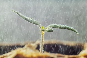 A newly sprung plant sprout on a light background in drops of water. Bright spring photography, suitable for the theme of gardening, planting, floriculture.