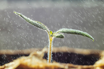A newly sprung plant sprout on a light background in drops of water. Bright spring photography,...
